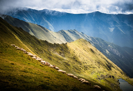 美丽的风景，在喀尔巴阡山放牧绵羊