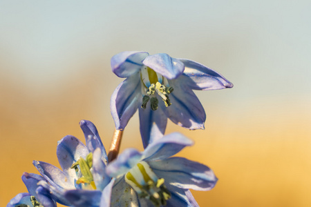 蓝色的第一个春天的花朵