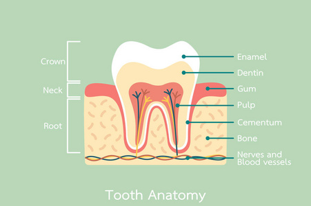 健康的牙齿解剖用的单词