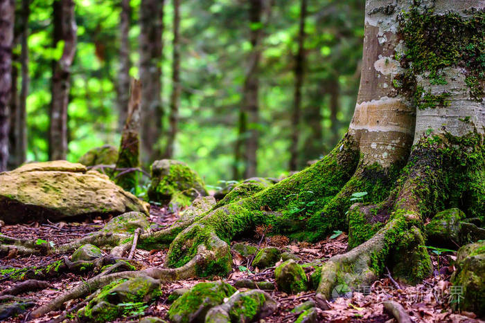景区全景图的绿色森林灌木丛在夏天