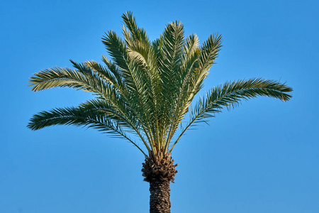 棕榈树在阳光明媚的一天