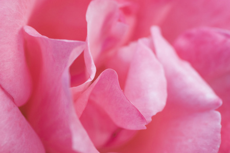 美丽的粉红色玫瑰花的花瓣