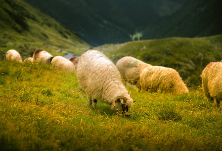 美丽的风景，在喀尔巴阡山放牧绵羊