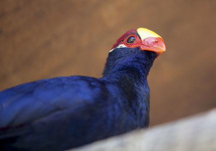 紫 turaco