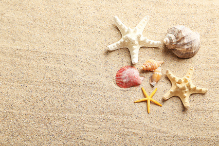 海贝壳在沙滩上