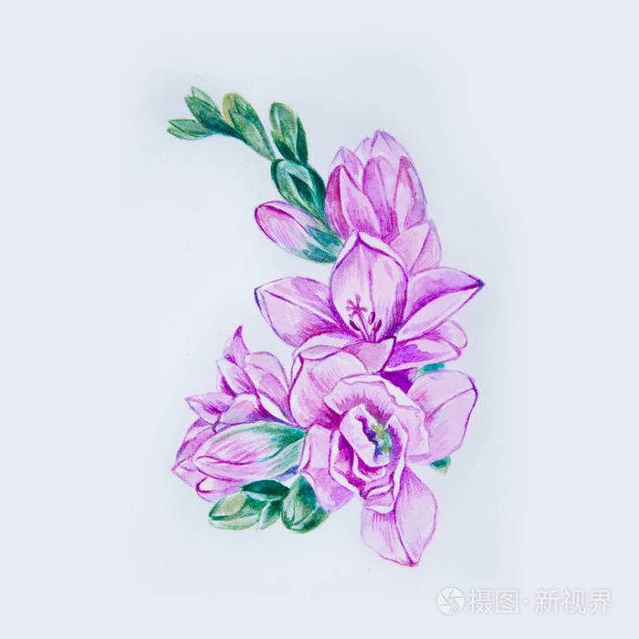 在白色背景上的美丽的紫色鸢尾花的剪影