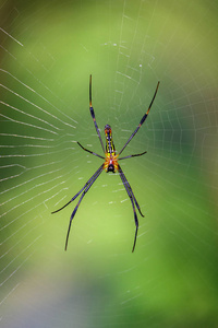 金球 web 蜘蛛在自然背景的图像。昆虫