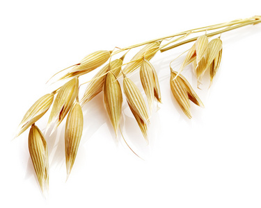 原料燕麦图片-原料燕麦素材-原料燕麦插画-摄图新视界