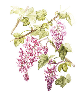 手绘水彩植物插图的黑醋栗的花朵。设计的邀请 电影海报 织物和其他对象元素