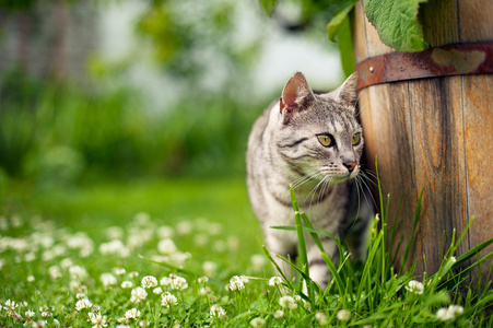 在花园里的猫