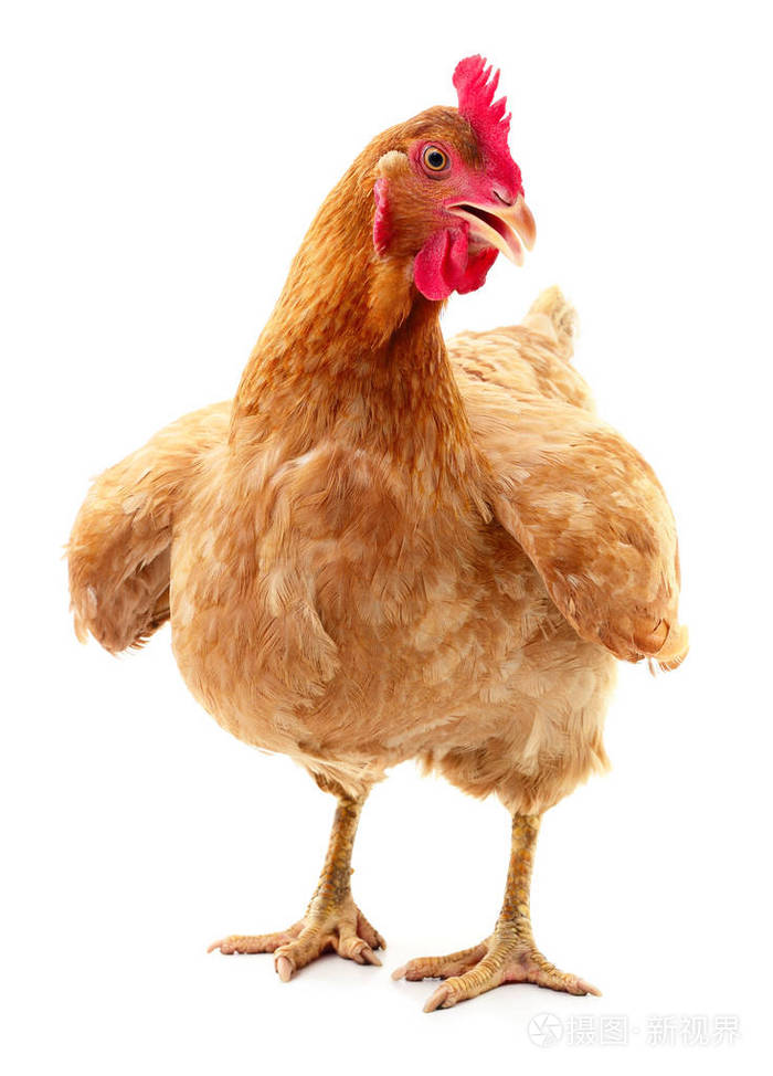 孤立的棕色母鸡照片-正版商用图片0d7vlh-摄图新视界