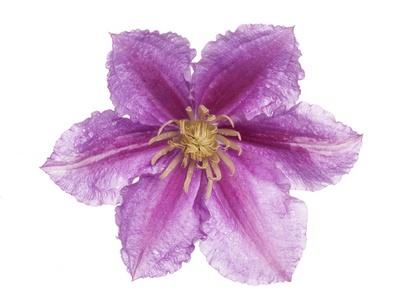紫色 clamatis 花剪影