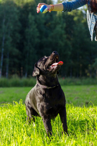 黑色拉布拉多犬