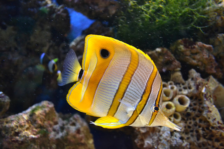 在水族馆的多彩外来鱼