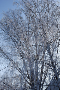 冬天树树枝垂直