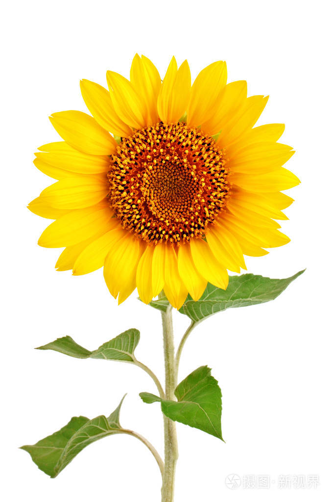 在白色背景上的美丽向日葵