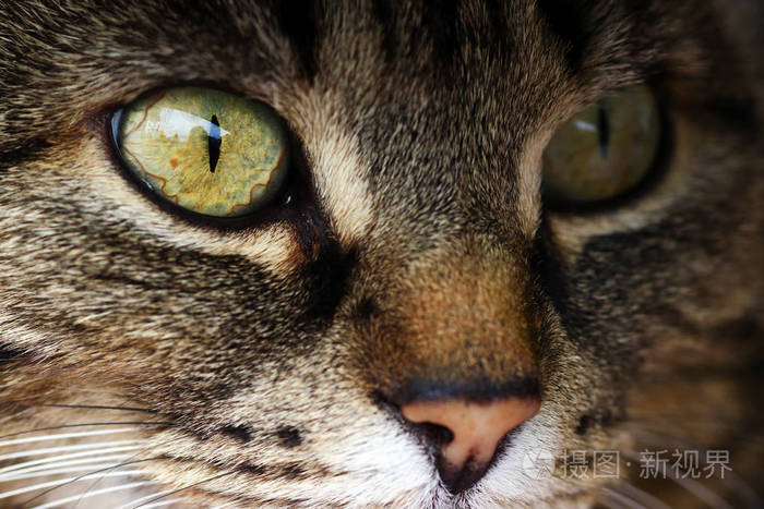 一只猫的眼睛的特写镜头