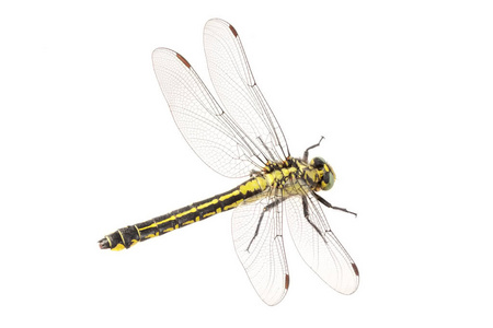 在白色背景上的常见 clubtail 紫 vulgatissimus