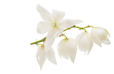 丝兰白花丝兰朵孤立白色丝兰仙人掌花丝兰花背景花丝兰丝兰花丝兰丝状