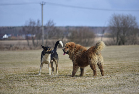 西藏獒犬和狗游戏图片