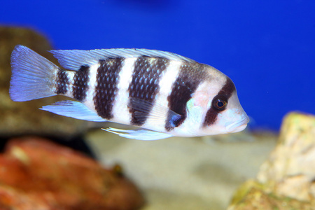 坦噶尼喀湖的豪华森林julidochromis ornatus 鱼的幼雄非洲坦噶尼