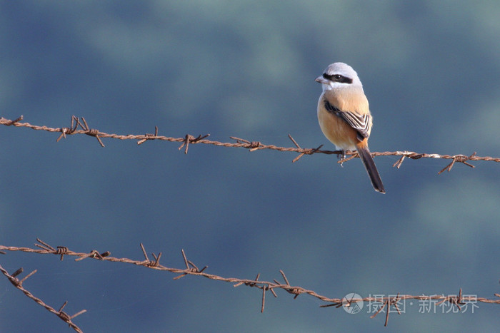 五颜六色的羽毛的小鸟