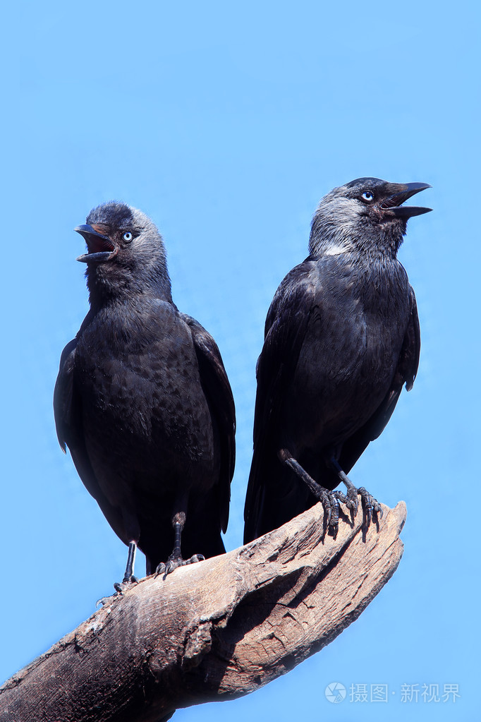两个野生寒鸦