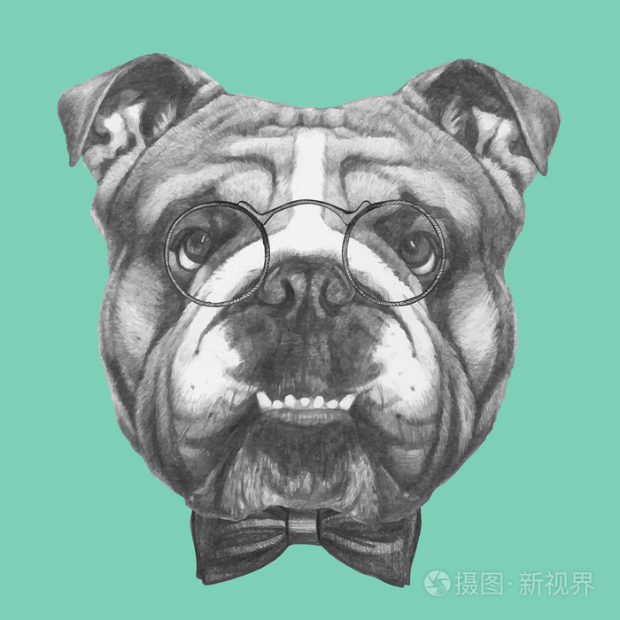 戴着眼镜 领结的英国斗牛犬插画 正版商用图片0d8agt 摄图新视界 戴着眼镜 领结的英国斗牛犬插画 正版商用图片0d8agt 摄图新视界