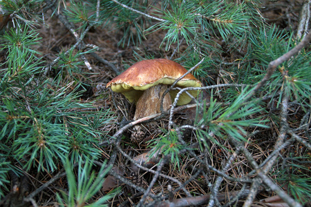 银耳种植松树枝条之间