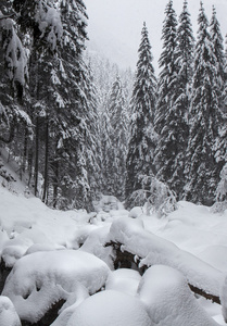 雪松树和山中河