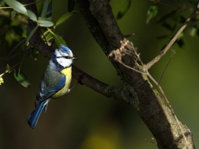 欧亚大陆蓝色雀 蓝山 caeruleus