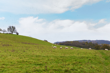 完美的英国阳光明媚的秋天景观，有羊和鸟