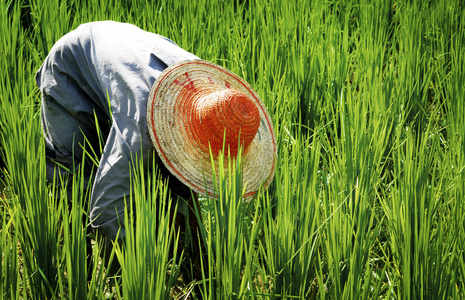 亚洲农民收割水稻