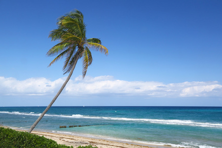 棕榈树在沙滩上