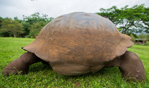 加拉帕戈土地的巨龟