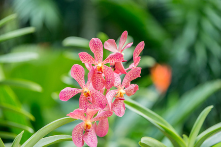 多彩的兰花花