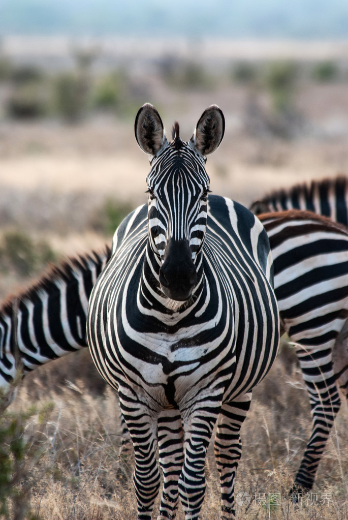 斑马在东察沃国家公园