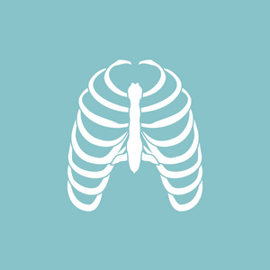 人类的肋骨图片