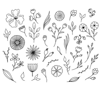 手绘花卉元素。孤立的涂鸦花