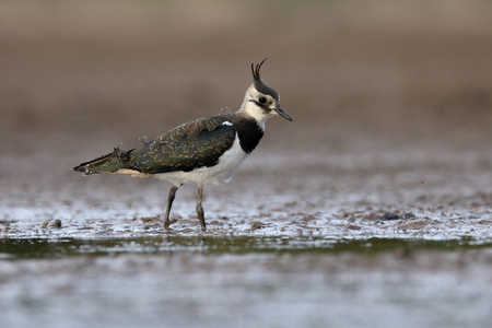 北田凫，vanellus vanellus