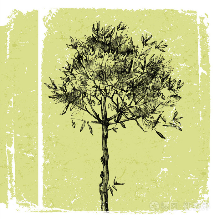 手工绘制的橄榄树插画-正版商用图片0d905a-摄图新视界