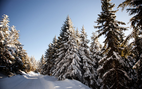 冬季景观与雪杉树