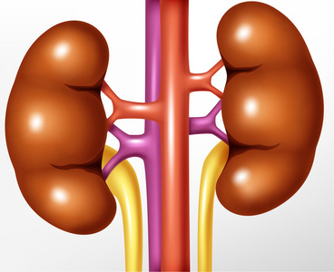 人类肾脏现实例证