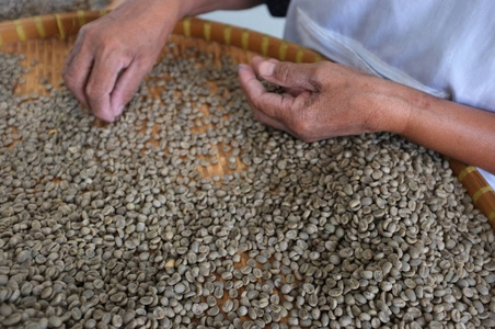 概念泰国咖啡豆 背景纹理 轻烤，中等烤 暗烤 有机咖啡，工人选择在咖啡质量最好的咖啡豆咖啡豆