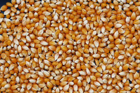 玉米籽粒的背景