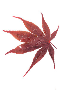 日本红片枫叶