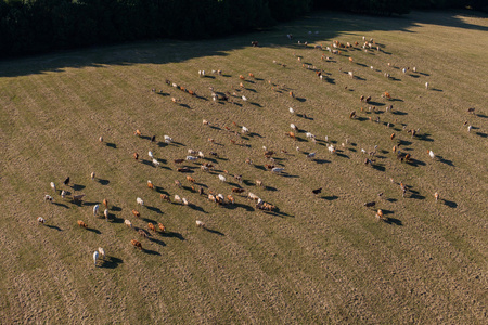 牛群的夏天绿色领域的鸟瞰图照片