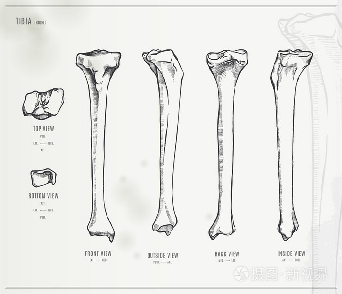 下肢骨 手绘图图片