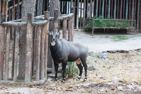 Nilgai 在动物园