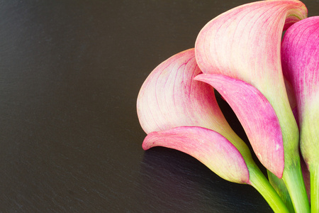 彩色马蹄莲图片